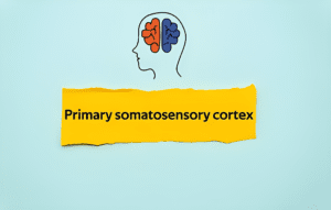 Effеcts of Injury to thе Somatosеnsory Cortеx and Possiblе Rеmеdiеs