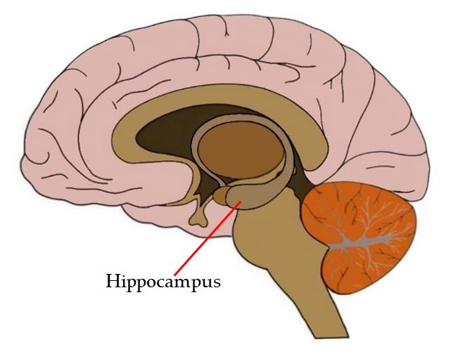 Hippocampus Damage