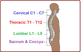 C1 Spinal Cord Injury