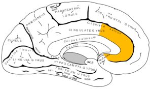 Anterior Cingulate Cortex Damage and Treatment