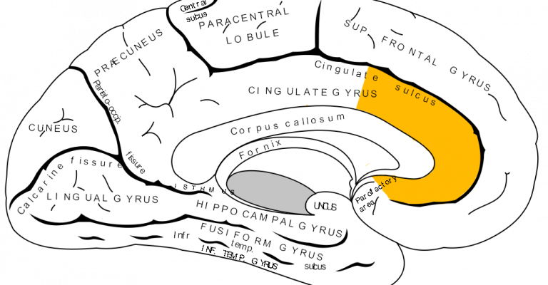 Anterior Cingulate Cortex Damage and Treatment